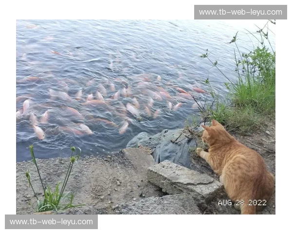 跳水赛事回放：把瞬间变成永恒